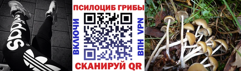 как найти   Пустошка  Галлюциногенные грибы MAGIC MUSHROOMS 